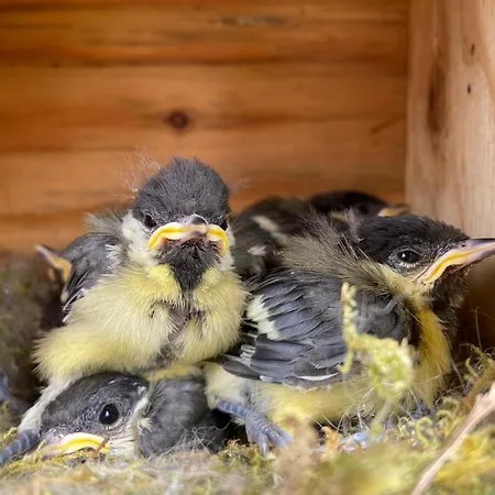 De La Vallee * Dambach