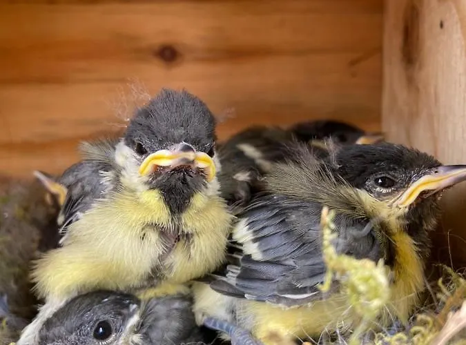 De La Vallee * Dambach